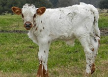 COWBOY CHEX X WIN BY A MILE BULL CALF