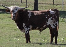 COWBOY CHEX X SITTIN PURDY LD BULL CALF