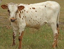 COWBOY CHEX X T&T'S ANGEL BULL CALF