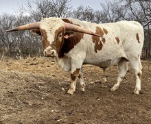 DJP VAQUERO