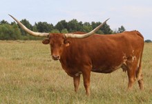 GLR CREOLE DIXIE MAX