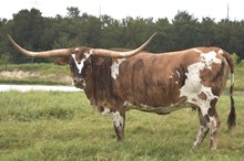 Diamond on the Rocks 