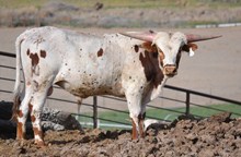 CR Great Basin Cowboy