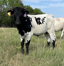 POWDER HEIFER