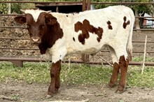 Leweze bull 25