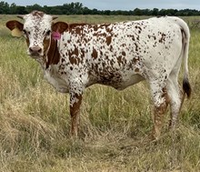 Cobblestone Heifer