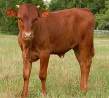 COWBOY CHEX X JBM TERRIFIC AGAVE HEIFER CALF