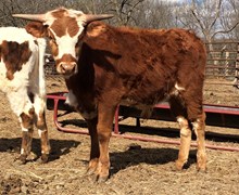 TOMBSTONE X CLOVER BUD (BULL) 